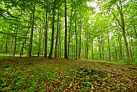 Naśladując przyrodę (Do lasu z portElem, odc. 2)