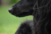 Nieodpowiedzialni właściciele zwierząt