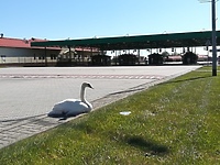 Nietypowy podróżny na przejściu granicznym