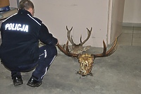 Odpowie za zabicie jelenia i łosia