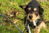 Odpowiedzą za znęcanie się nad psem