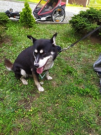 Orientacja z mapą w parku Modrzewie