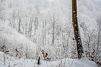Zimą to i padlina ujdzie (Opowieści z lasu, odc. 304)