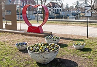 Dziewięć tysięcy bratków i łódka na tle Porto Vista