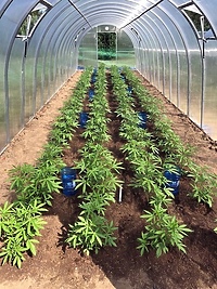 Plantator konopi z Pasłęka zatrzymany