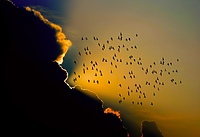 Podniebni migranci (Opowieści z lasu, odc. 290)