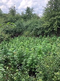 Policjanci kryminalni zlikwidowali plantację konopi