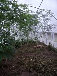 Odurzony "plantator" opiekował się dzieckiem