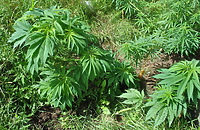 Policjanci zlikwidowali plantacje konopi indyjskich