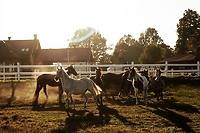 Pony Cup 2017 już wkrótce w Milejewku