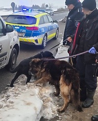 Porzucone psy trafiły do schroniska