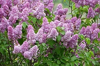 Pospolity i niebrzydki (Opowieści z lasu, odc. 322)