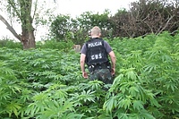 Potężna plantacja konopi indyjskich zlikwidowana