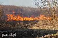 Glebie to nie pomaga (Opowieści z lasu, odc. 162)