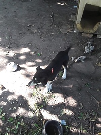 Przywiązał łańcuchem do budy trzymiesięcznego psa