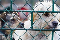 Psiarnia czeka na remont