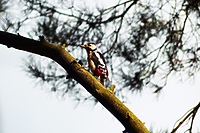 Ptasi kowal (Opowieści z lasu, odc. 303)