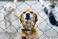 Ratusz skontroluje schronisko