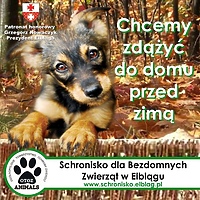 Razem dla schroniska!