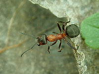 Pracowita gangsterka (Opowieści z lasu, odc. 320)