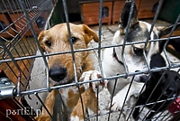 Będzie remont boksów dla psów w elbląskim schronisku