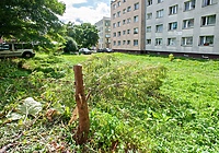 Czytelniczka: samowolnie wyciął drzewo na osiedlu, wezwaliśmy policję