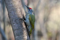 Skromny i kolorowy (Opowieści z lasu, odc. 279)
