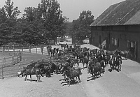 Elbląskie gołębie i trakeńskie konie