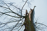 Strażacy w walce z wiatrołomami