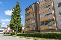 Czytelniczka: to drzewo należy wyciąć. Urzędnicy: nie ma do tego podstaw