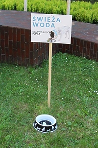 Świeża woda dla psiaków