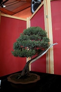 Sztuka bonsai