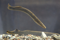 Podwodny wampir ze ścisłą dietą (Opowieści z lasu, odc. 327)