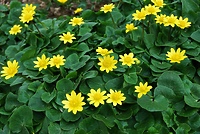 Symbol końca zimy (Opowieści z lasu, odc. 313)