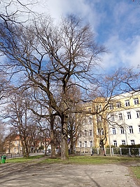 U zbiegu ulic Browarnej i Robotniczej powstanie park kieszonkowy