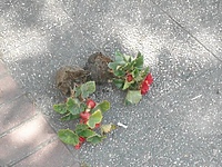 Upił się, a potem wyrywał kwiatki. Teraz czeka go kara