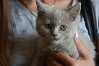 "Uprowadził" kota byłej partnerki