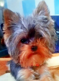 „Uprowadziła” yorka i nie chciała zwrócić