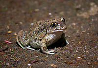 Na lądzie, w wodzie, pod ziemią... (Opowieści z lasu, odc. 285)