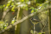 Utalentowany dekorator-wokalista  (Opowieści z lasu, odc. 271)