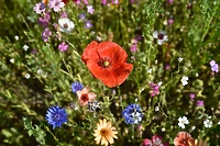 W Elblągu zakwitną kwietne łąki