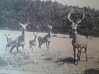 W oliwskim zoo