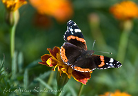 Wakacyjny kurs fotografii w Światowidzie