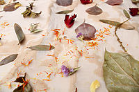 Warsztaty druku botanicznego