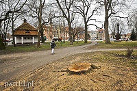Wycięli, bo były chore