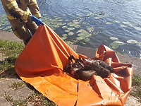 Wyłowili dzika z rzeki