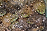 Miłosny ampleksus (Opowieści z lasu, odc. 317)