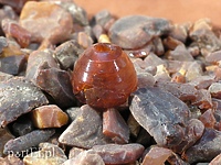 Zabytki z Truso w British Museum