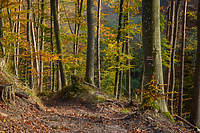 Zachowuj się w lesie