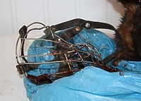 Zabił i zakopał psa. Jest wyrok